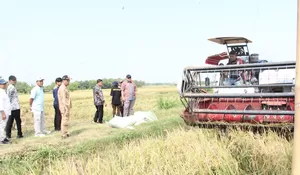 Cuaca Bagus, Panen Padi di Rembang Tembus 56 Ribu Ton!