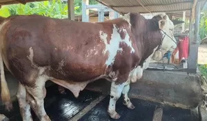 Bulki, Sapi Kurban Presiden Prabowo untuk Rembang, Bobot Hampir 1 Ton