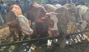 Idul Adha Makin Dekat, Pemkab Rembang Pastikan Hewan Kurban di Pasar Pamotan Aman dan Sehat