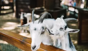Syarat Kambing Kurban Idul Adha 2025: Hindari 4 Kondisi Fisik Ini agar Ibadah Sah