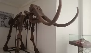 Menyelami Misteri Gajah Purba: Eskavasi CPAS di Desa Terban Kudus Juni 2025