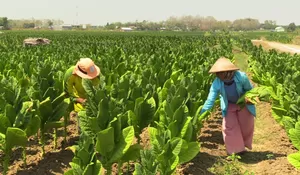 Cuaca Basah di Musim Kemarau Hambat Tembakau, Petani Rembang Diminta Siaga