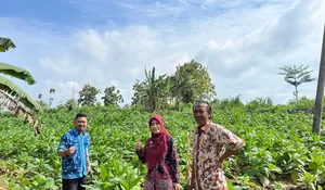 Hadapi Kemarau Basah, Petani Tembakau Rembang Dapat Bantuan dan Pelatihan