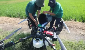 Rembang Pecahkan Rekor! IP Padi Tertinggi se-Jawa Tengah, Petani Wajib Tahu Rahasianya!