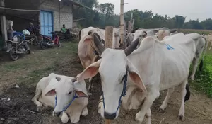 Populasi Ternak Rembang Naik 1,86%, Sapi Potong Jadi Penyokong Utama Jawa Tengah