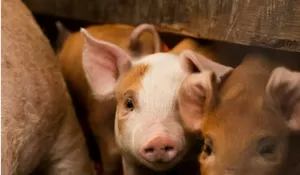 Jalan Tengah Polemik Penolakan Peternakan Babi di Jepara, Wagub Jateng Sarankan Cari Lokasi Lain