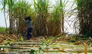 Keluhan Petani Tebu ke DPR: Stok Gula 100 Ribu Ton Mandek, Impor Dinilai Serampangan