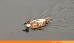 Psikolog UGM Ungkap Fenomena Duck Syndrome di Kalangan Mahasiswa, Ini Penjelasannya