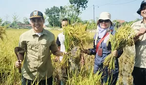 Panen Padi MT 3 di Mojorembun, Petani Rembang Raup Hasil Melimpah
