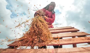 Kala Impor Beras Dihentikan: Menanti Bukti Nyata Kemandirian Pangan Indonesia