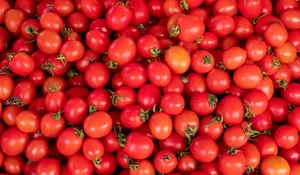 Pemkab Rembang Gerakkan ASN dan Sekolah Serap Tomat Petani Saat Harga Anjlok