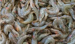 DPR Minta Kemenperin Investigasi hingga Tarik Udang Beku di Pasar Lokal Jika Terbukti Terpapar Cs-137