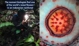 Mekar Setelah 13 Tahun, Rafflesia Muka Harimau Sumbar Bikin Dunia Tercengang