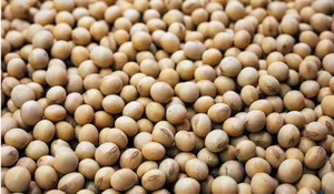 Titiek Soeharto Sentil Mentan Amran soal Kedelai, Konsumsi Dalam Negeri Banyak tapi Masih Impor