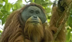 Tragis, Orangutan Tapanuli Ditemukan Mati Saat Relawan SAR Cari Korban Banjir