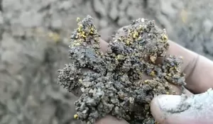 Viral, Kesaksian Pria di Aceh Temukan Berkah dalam Lumpur: Bukti Aceh Kaya