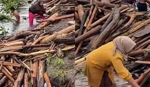 Demi Api Dapur Tetap Menyala, Warga Takengon Pakai Kayu Basah di Sungai jadi Kayu Bakar