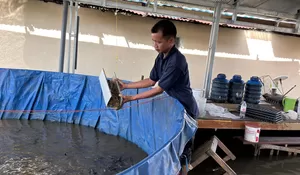 Pemberian Pakan Ikan Lele Tetap Berjalan di Tengah Kondisi Banjir di Kolam SAE Lapas Kelas IIB Amuntai