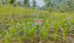 Miris!! Hasil Pesanggem Lebih Kecil Dibandingkan Setoran ke Perum Perhutani KPH Nganjuk