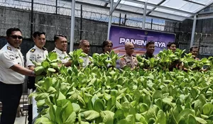 Ketahanan Pangan, Lapas Muara Teweh Laksanakan Panen Raya