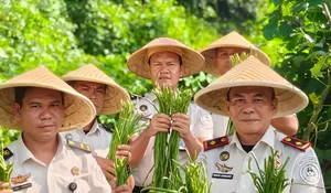 Dukung Ketahanan Pangan, Lapas Kotapinang Gelar Kegiatan Panen Raya