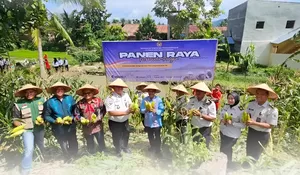 Dukung Ketahanan Pangan, Lapas Padangsidimpuan Ikuti Panen Raya Serentak Pemasyarakatan