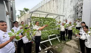Lapas Kelas IIB Gunungsitoli Panen Sayuran Pokcoy, Wujud Nyata Pembinaan Kemandirian WBP