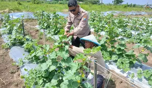 Polsek Tarik Monitoring Ketahanan Pangan Petani Melon di Desa Gampingrowo