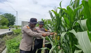 Sinergitas Dukung Ketahanan Pangan Melalui Tanam Jagung di Desa Seduri