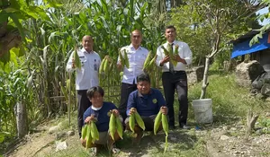 Program Pembinaan, Lapas Kotanopan Gelar Panen Jagung