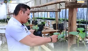Lahan Terbatas, Lapas Manado Manfaatkan Menjadi Lahan Produktif