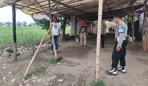 Polresta Sidoarjo Polsek Tulangan Turun Langsung ke Lokasi Tempat Sabung Ayam