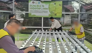 Griya Abipraya Haruan Jadi Sarana Kemandirian Pangan, Bapas Muara Teweh Kembangkan Hidroponik Pakcoy