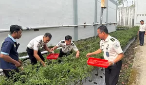 Program Kemandirian WBP Berjalan Optimal, Lapas Gunungsitoli Panen Cabai di Area Brandgang