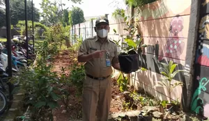 Longok Kegiatan Camat Tapos: Manfaatkan Lahan Kantor, Ciptakan Terong Ungu Jangka 2 Bulan