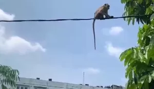 Ini Alasan Damkar Depok Gagal Tangkap Monyet Liar