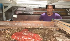 Cacah Sampah Ala Rumah Maggot di Kota Depok : Terinspirasi Nisan Ayah, Sampah Terurai Empat Hari