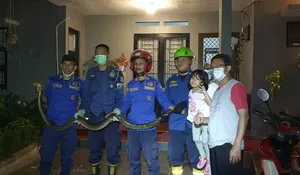 Ular Piton Jumbo Santap Anak Kucing di Depok