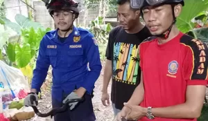 Teror Ular Kobra Di Kalimulya Depok Berakhir