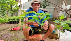 Melihat Keunggulan Kampung Alpukat Kalimulya Depok (2) : Satu Pohon Capai 30 Kilogram