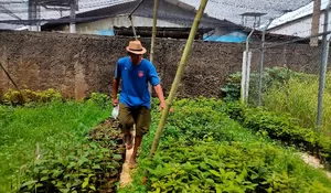 Melihat Keunggulan Kampung Alpukat Kalimulya Depok (1) : Berdiri 2017, Gurihnya Alpukat Miki