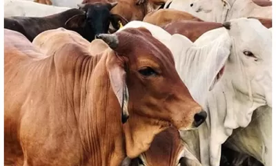 Doa Menyembelih Hewan Kurban untuk Orang Lain saat Idul Adha 2022, Muslimin Wajib Tahu