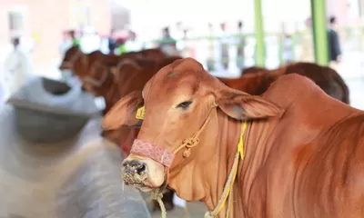 Cara Memilih Hewan Kurban Idul Adha 2022, Pastikan Layak dan Tidak Cacat