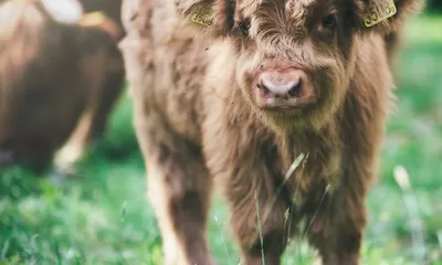 Inilah 10 Jenis  Hewan yang Dijanjikan Masuk Surga oleh Allah SWT, Apakah Hewan Peliharaanmu Salah Satunya?