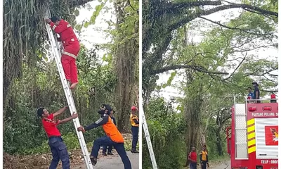 BPBD Kabupaten Mimika Respon Cepat Terkait Pohon Berbahaya di Kampung Nawaripi