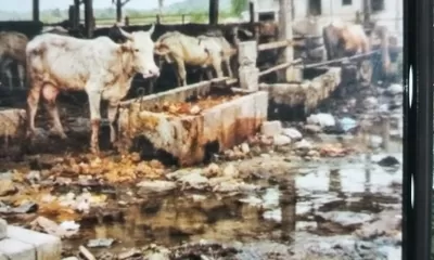 Ketapang Sei Bamban Disorot, Proyek Penggemukan Lembu Diduga Merugi Rp251 Juta