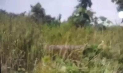 Diduga Sewenang-wenang, Kades Langkinat Humala Pontas Harahap Disorot: Lahan Warga Disebut Diserobot dan Ditanami Sawit Berkedok Perintah Satgas