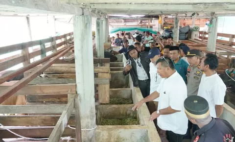 Idul Adha 2023! Bulukumba Jadi Pamasok Sapi Kurban ke Kalimantan Utara, Dua Kali Lipat dari Tahun Lalu