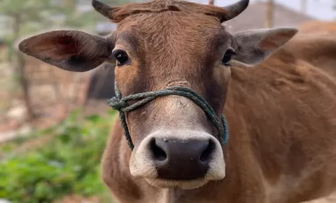 Ini Dia Tata Cara Untuk Qurban