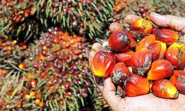 Melawan Petugas saat Ditangkap, Pencuri Sawit di Sumut Ditembak Mati